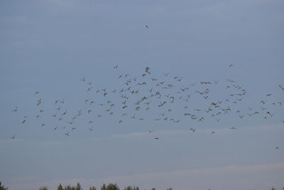 Low angle view of birds flying against sky