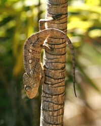 Close-up of lizard on tree