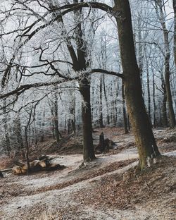 Bare trees in forest