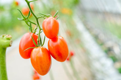 Close-up of cherries on plant