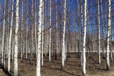 Panoramic shot of pine trees in forest