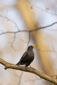 Close-up of bird perching on branch