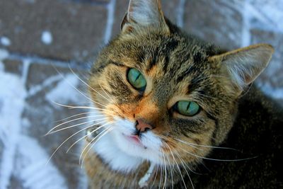 Close-up portrait of cat