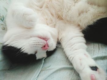 Close-up of cat sleeping