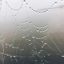 Close-up of wet spider web