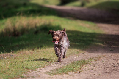 Dog running on land