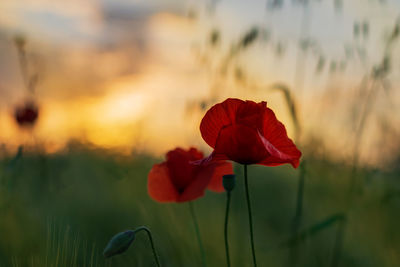 Close-up of red flower on field