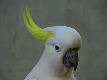 Closeup of a cockatoo