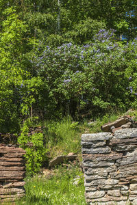 Trees growing in forest