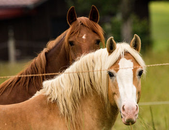 Portrait of horse in ranch