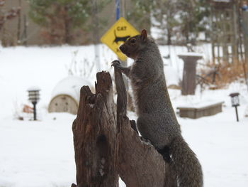 Close-up of horse on snow field