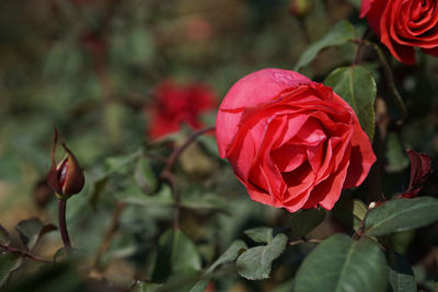 Close-up of red rose