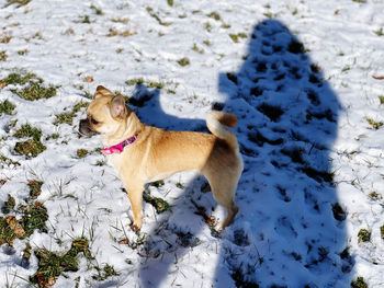 Dog in a snow