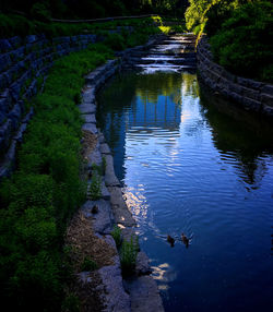 High angle view of duck in lake