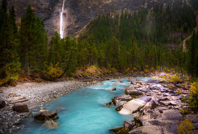 View of river flowing through forest