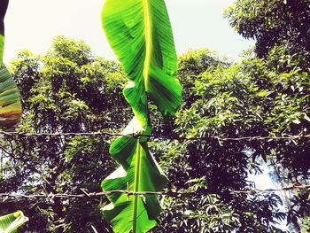 Close-up low angle view of leaves