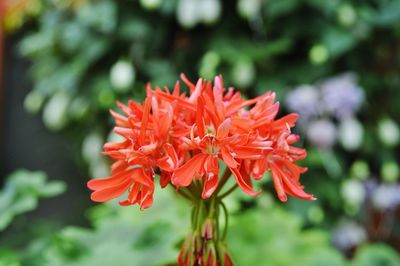 Close-up of red flower growing in garden