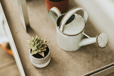 High angle view of potted plants on table