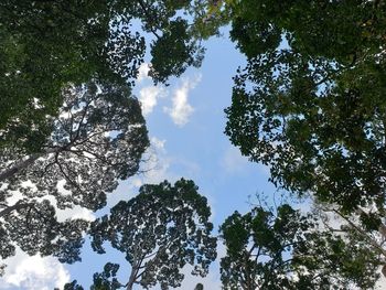 Low angle view of trees against sky