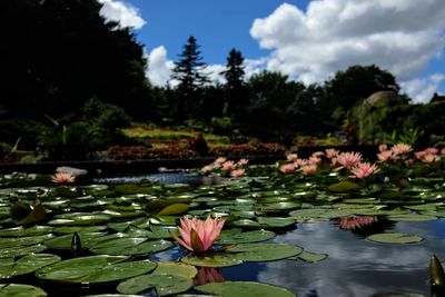 Lotus water lily in lake