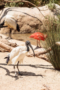 Birds on rock