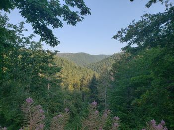 Scenic view of forest against sky