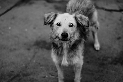 High angle portrait of dog standing outdoors