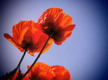 Close-up of red poppy flower against sky