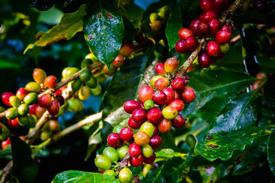 Close-up of raw coffee bean on tree