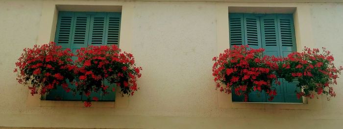 Red flowering plant on window of building