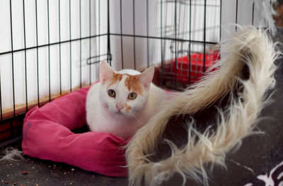 Portrait of cat sitting in cage