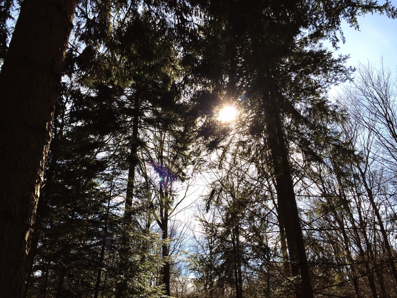 tree, low angle view, sun, tree trunk, tranquility, growth, sunlight, sunbeam, nature, branch, beauty in nature, silhouette, tranquil scene, forest, scenics, lens flare, sky, back lit, woodland, tall - high