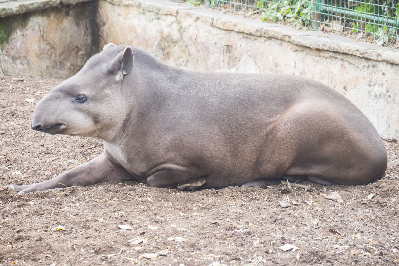 animal themes, animal, mammal, one animal, animal wildlife, zoo, wildlife, tapir, relaxation, no people, day, nature, land, side view, animals in captivity, resting, pig, outdoors, lying down, field, domestic animals