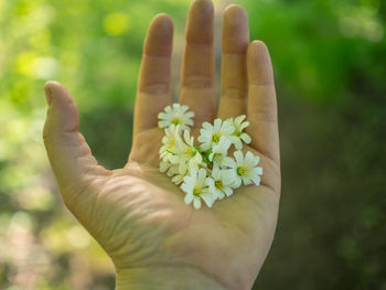 Close-up of hand holding flower against blurred background