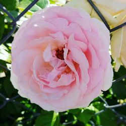 Close-up of pink flower blooming outdoors