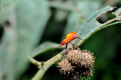 Young red cotton stainer bug