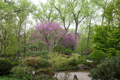 View of flowering trees in forest