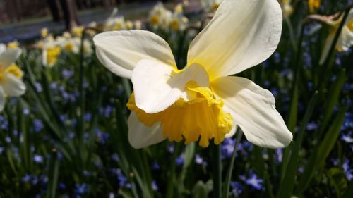 Close-up of white flower blooming outdoors