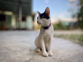 Close-up of a dog looking away