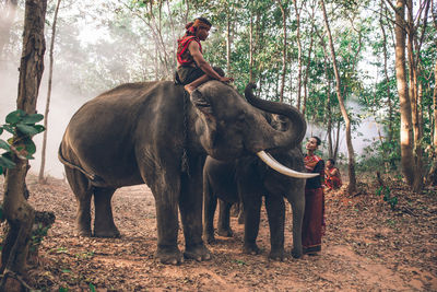 Woman looking at man sitting on elephant in forest