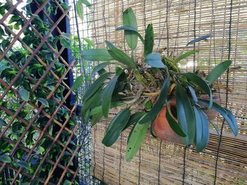 Close-up of potted plant against wall