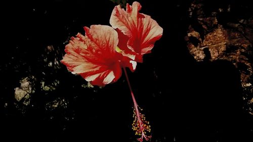 Close-up of flower against black background