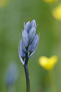 Close-up of purple flower buds