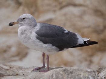 Close-up of bird perching outdoors