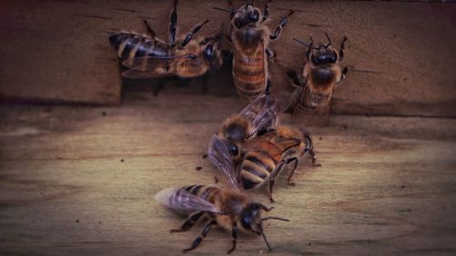 Macro shot of bees on wood