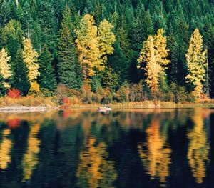 Scenic view of lake in forest during autumn