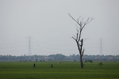 Scenic view of field against clear sky