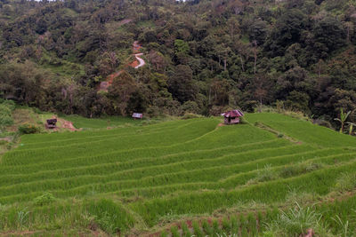 High angle view of agricultural field