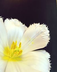 Close-up of flower against black background