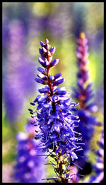 Close-up of purple flowers